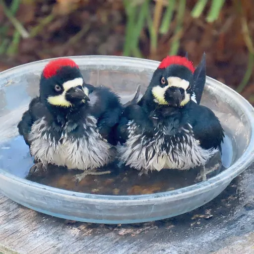 Acorn Woodpecker