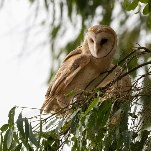 American Barn Owl