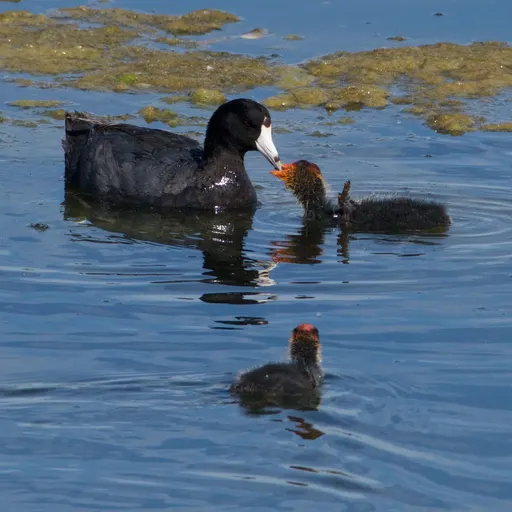 American Coot