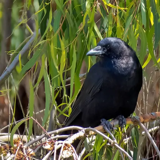 American Crow