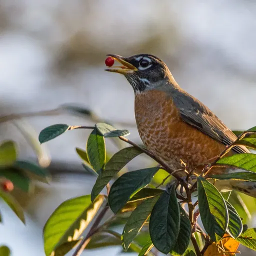 American Robin