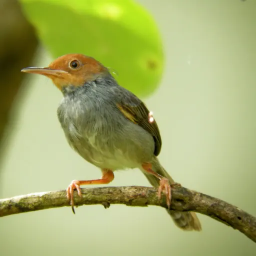 Ashy Tailorbird