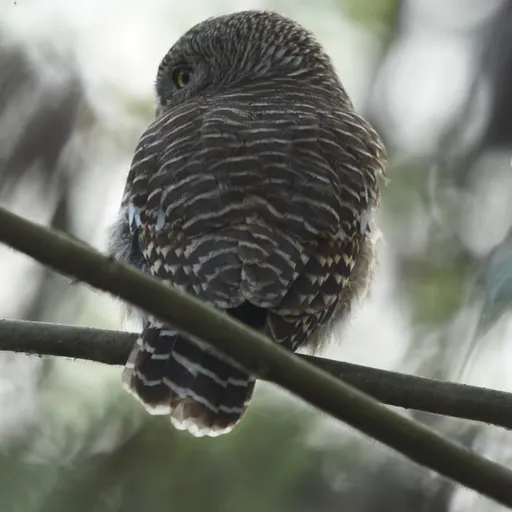 Asian Barred Owlet