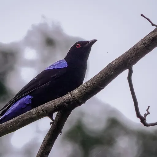 Asian Fairy-bluebird