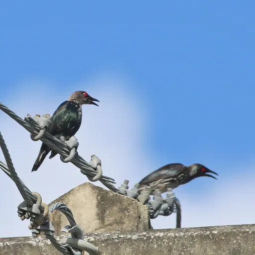 Asian Glossy Starling