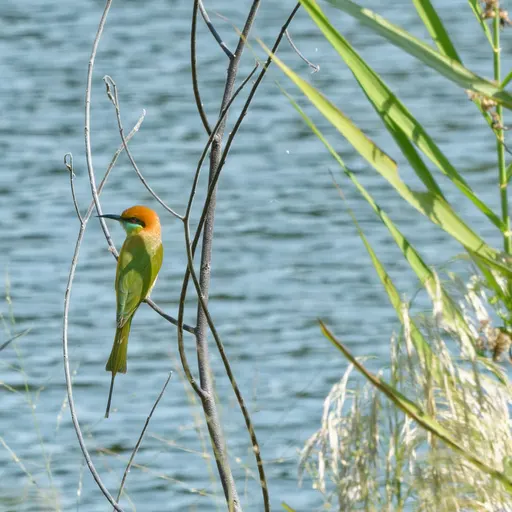 Asian Green Bee-eater