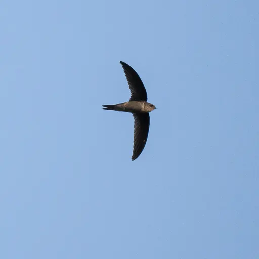 Asian Palm Swift