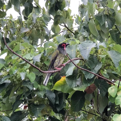 Australasian Figbird