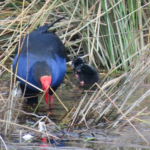 Australasian Swamphen
