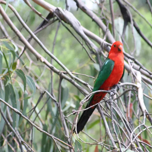 Australian King Parrot