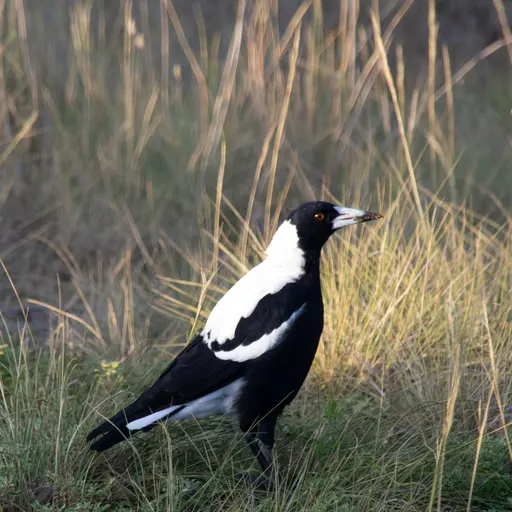 Australian Magpie standing in grass