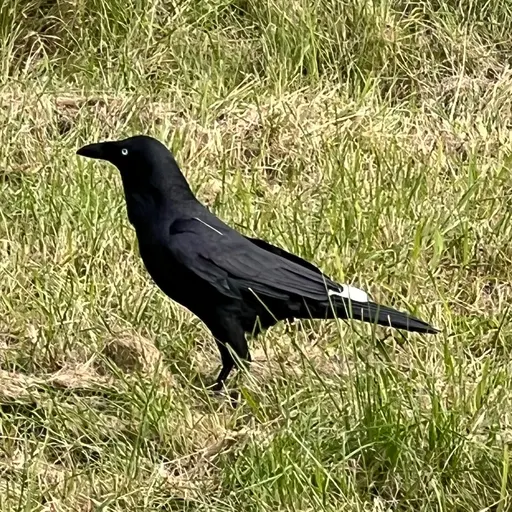 Australian Raven