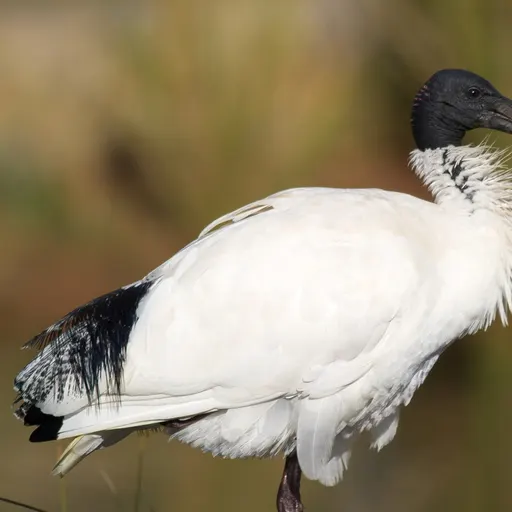 Australian White Ibis