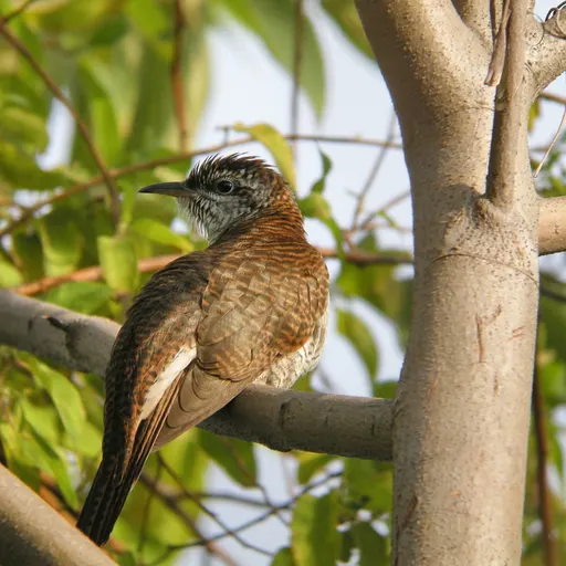 Banded Bay Cuckoo