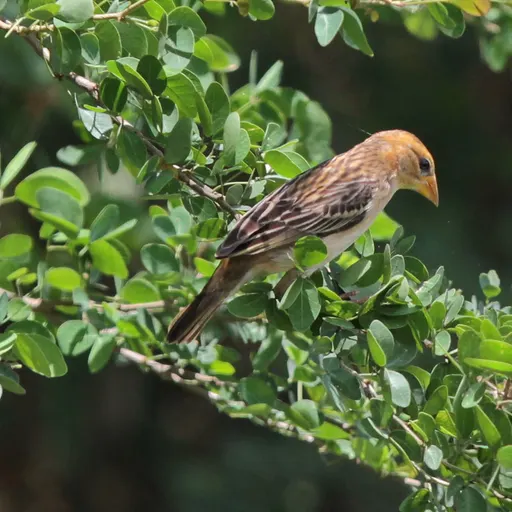 Baya Weaver