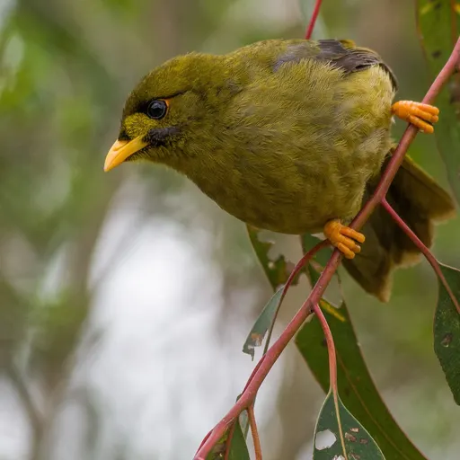 Bell Miner