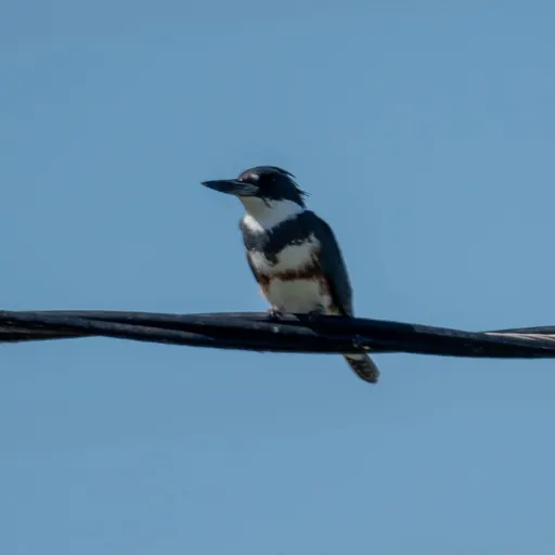 Belted Kingfisher