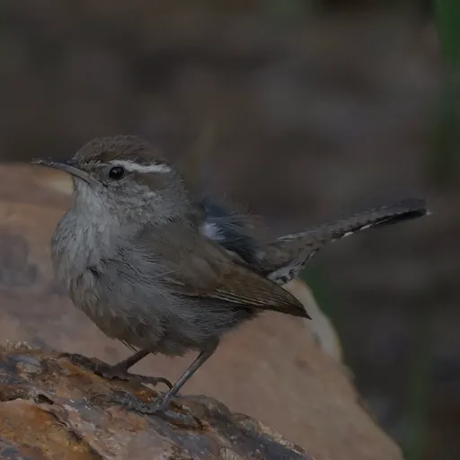 Bewick's Wren