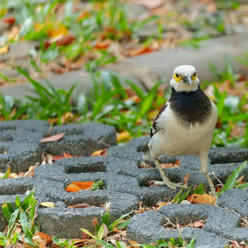 Black-collared Starling
