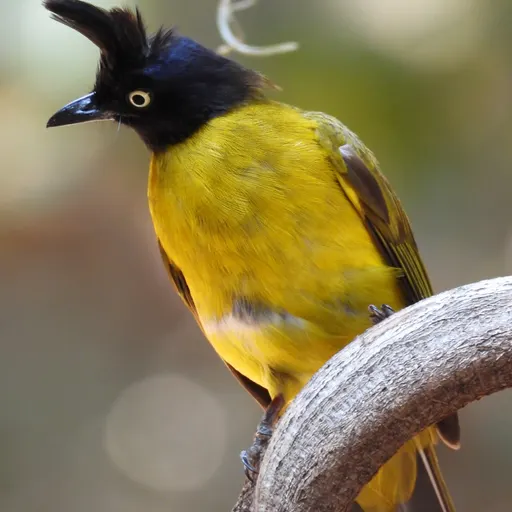 Black-crested Bulbul