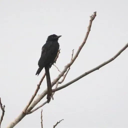 Black Drongo