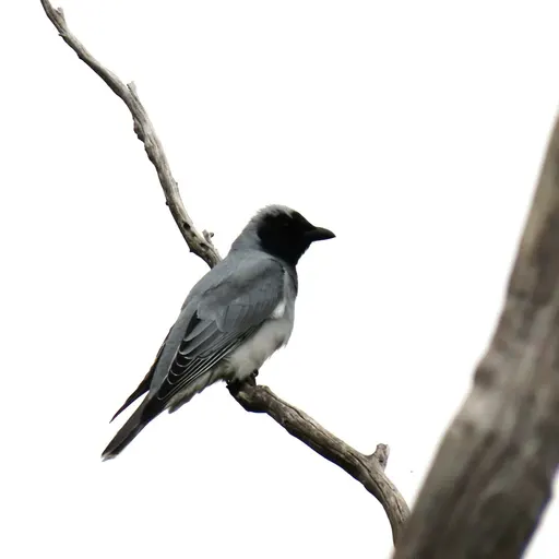 Black-faced Cuckooshrike