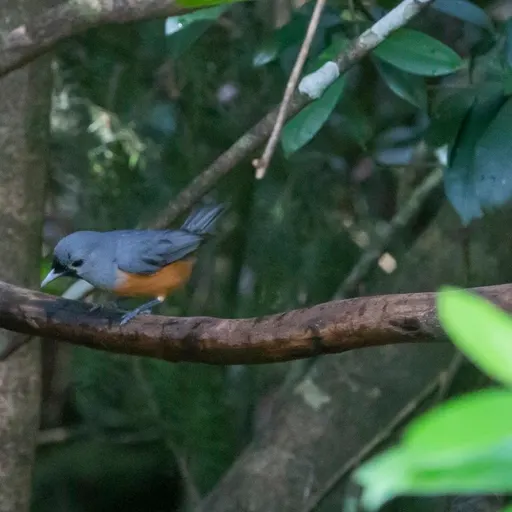 Black-faced Monarch