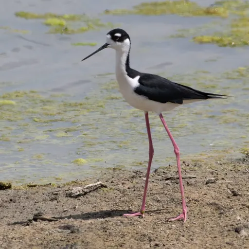 Black-necked Stilt
