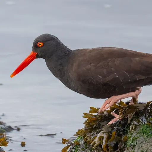 Black Oystercatcher