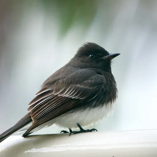 Black Phoebe