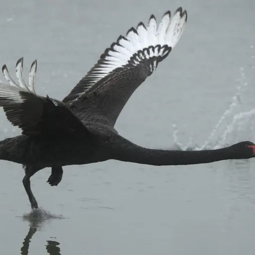 Black Swan
