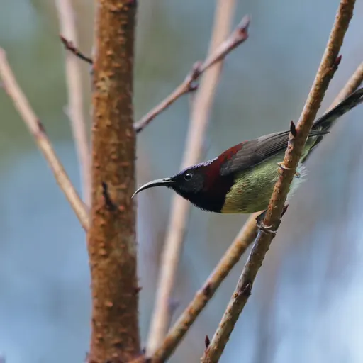 Black-throated Sunbird