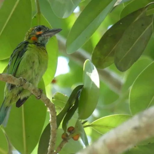 Blue-eared Barbet