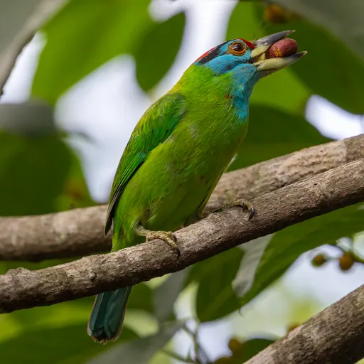 Blue-throated Barbet
