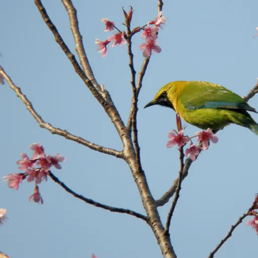 Blue-winged Leafbird