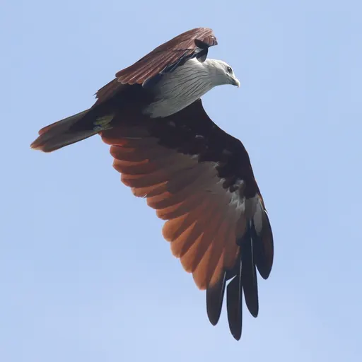 Brahminy Kite