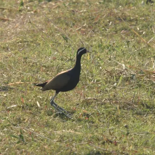 Bronze-winged Jacana