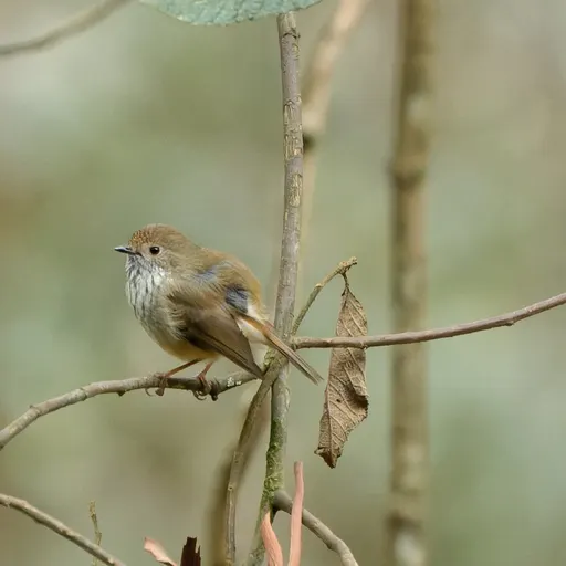 Brown Thornbill