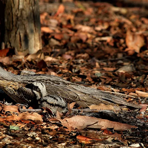 Bush Stone-curlew