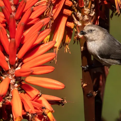 Bushtit