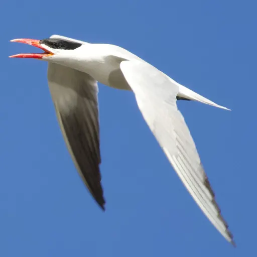 Caspian Tern