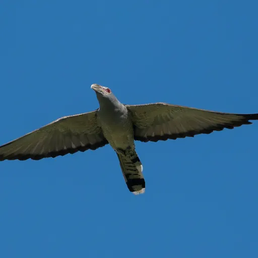 Channel-billed Cuckoo