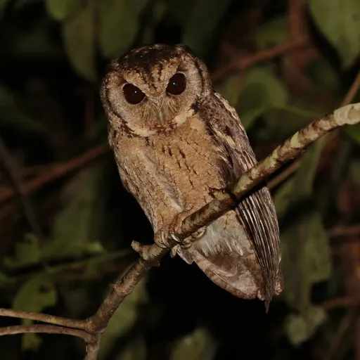 Collared Scops-Owl