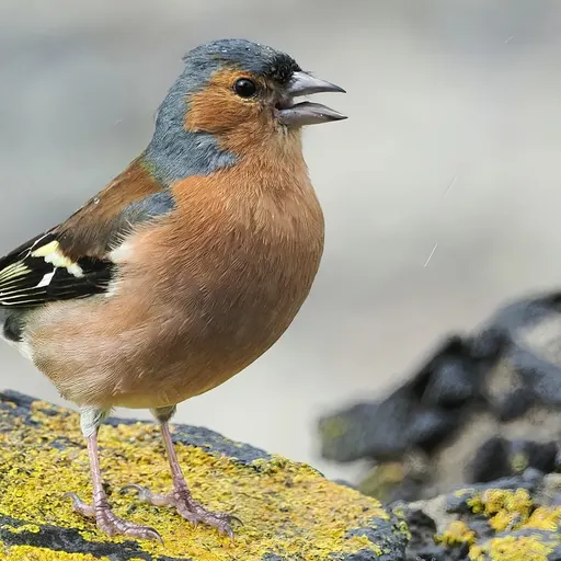 Common Chaffinch