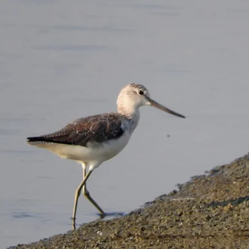 Common Greenshank