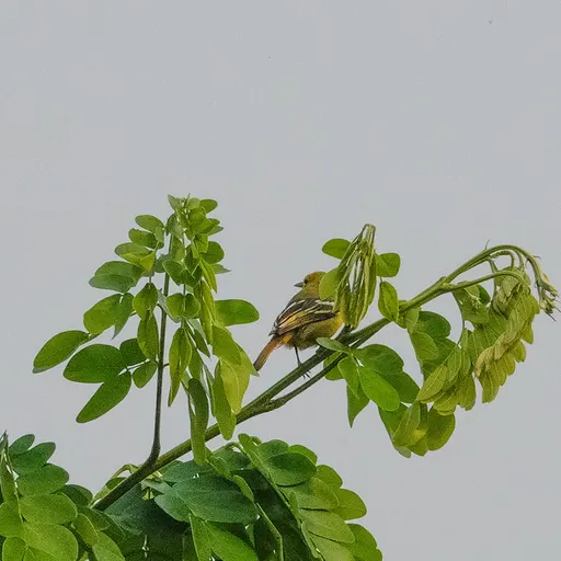 Common Iora