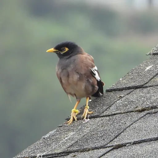 Common Myna