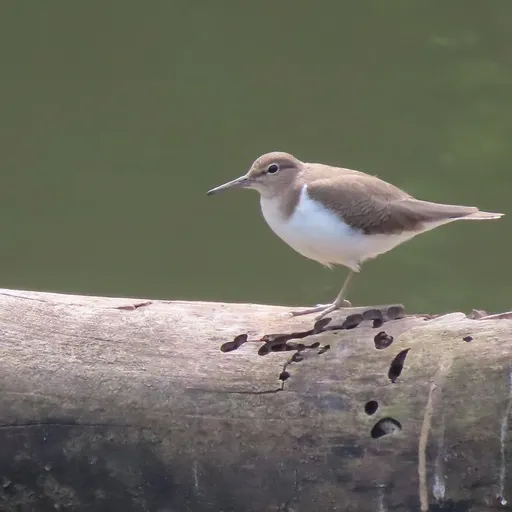 Common Sandpiper