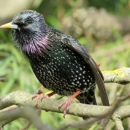 Common Starling