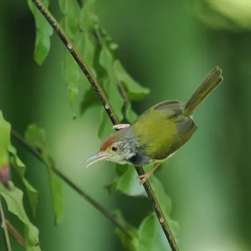 Common Tailorbird